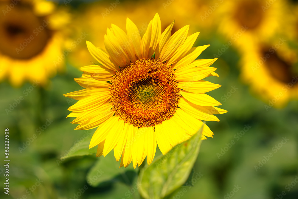 A beautiful sunflower in a field.