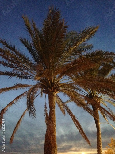 palm tree sunset tropical beach vacation beach  background  with copy space 