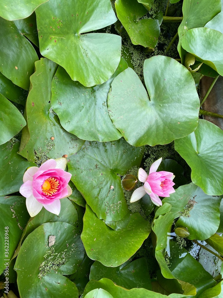 pink water lily