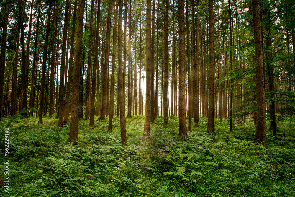 Fototapeta premium Waldlicht