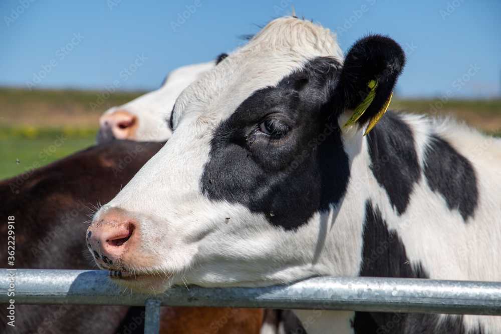 portrait of a cow portrait of a cow