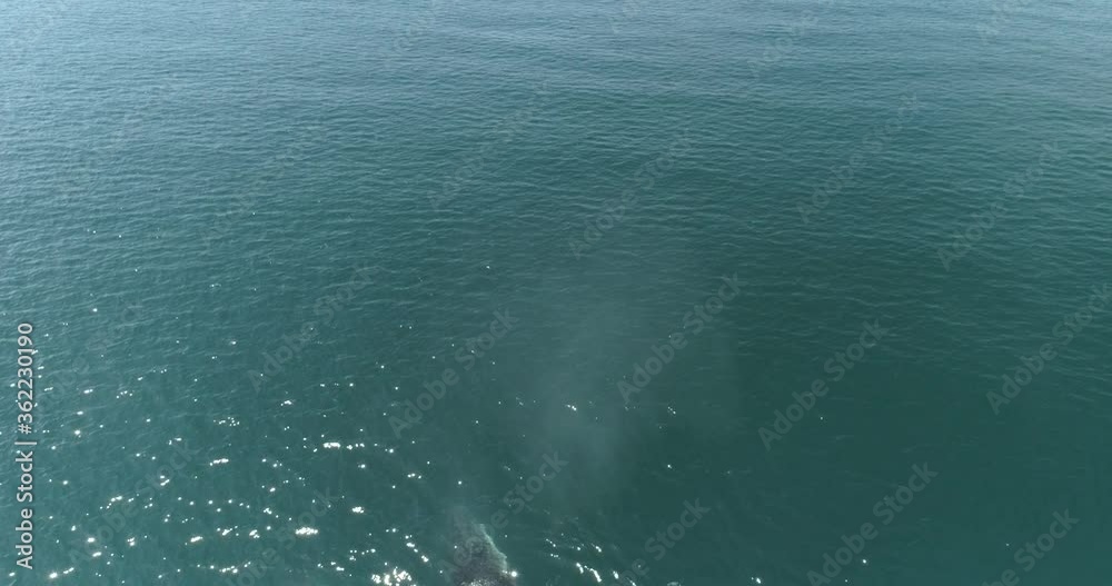 Finback whales feeding in the coast of mexico during covid 19 lockdown. Finback whales feeding in the coast of mexico during covid 19 lockdown.