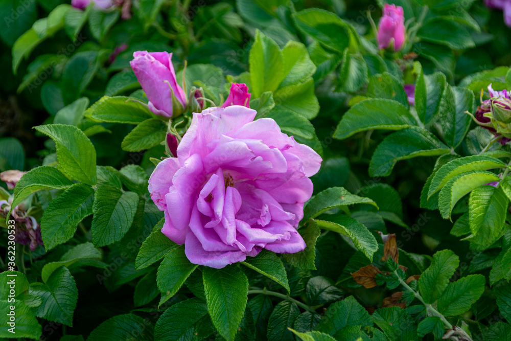 Pink rose that blooms in the garden