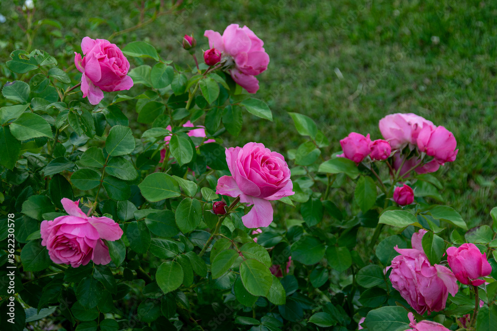 Beautiful big roses blooming in the park Beautiful big roses blooming in the park