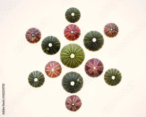 star shaped collection of colorful sea urchins on back lighted white background