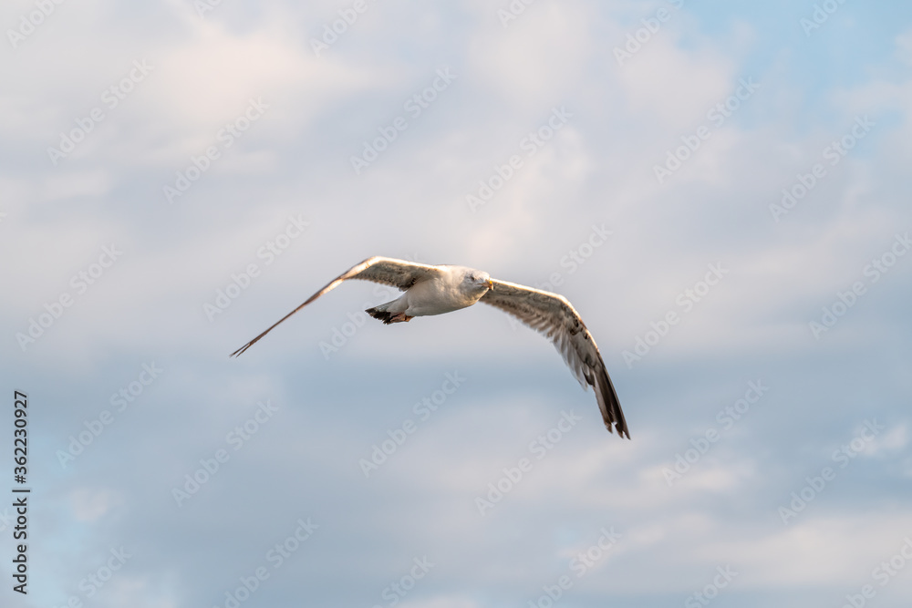 Obraz premium Sea gull in the cloudy blue sky. The European herring gull