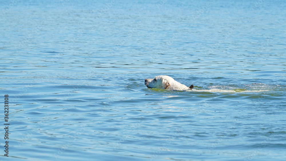 Fototapeta premium The dog swims in the water. Golden retriever, labrador beautifully floating on the river or sea.