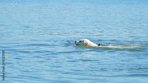 The dog swims in the water. Golden retriever, labrador beautifully floating on the river or sea.