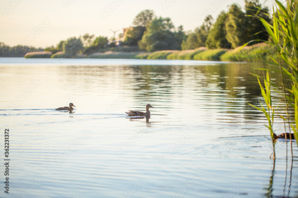 Two ducks are swimming in the water Two ducks are swimming in the water
