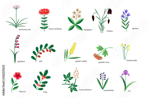Plants icons collection