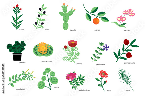 Plants icons collection photo