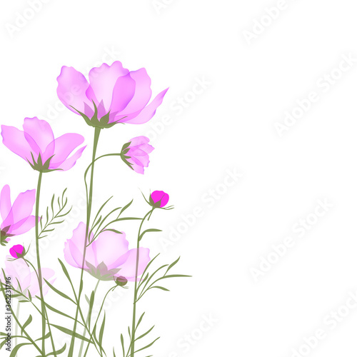 Garden landscapes  summer and spring flower bed.Vector illustration spring and summer garden flowers isolated on white.