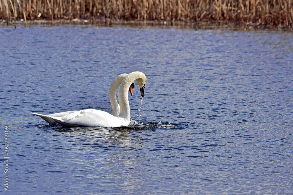 Fototapeta premium Para łabędzi na jeziorze