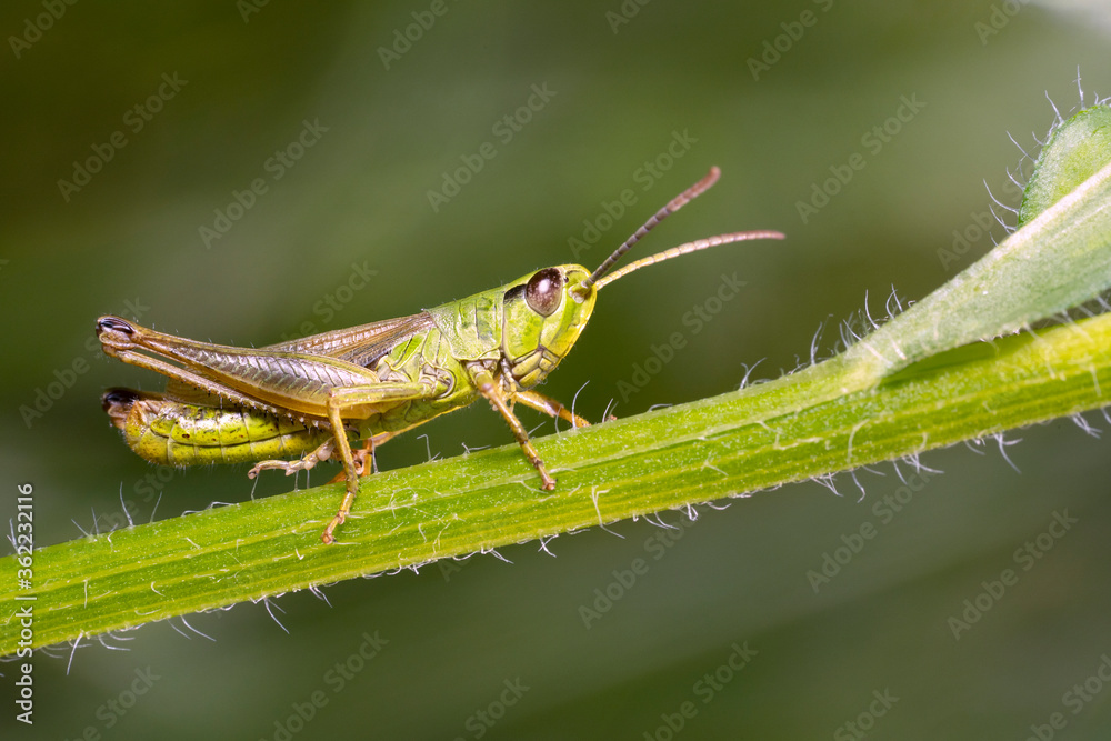 Chrysochraon dispar, large gold grasshopper, male. Place for text. Chrysochraon dispar, large gold grasshopper, male. Place for text.
