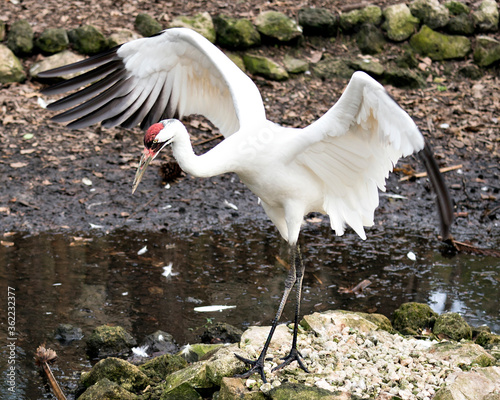 Whooping Crane Bird Stock Photos.  Image. Portrait. Picture. Endangered species. Spread wings. photo