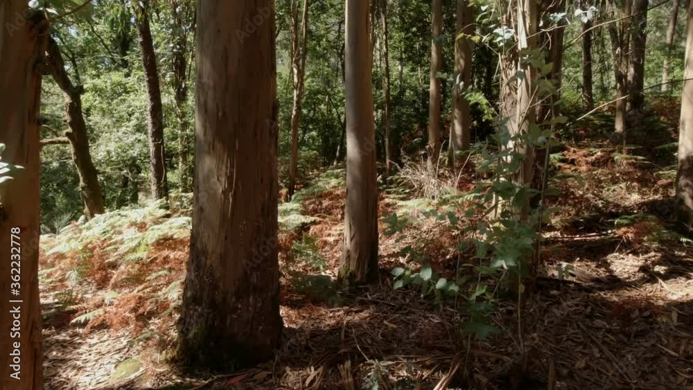 green eucalyptus forest on a bright sunny day, rotation camera, beautiful natural landscape, summer time green eucalyptus forest on a bright sunny day, rotation camera, beautiful natural landscape, summer time