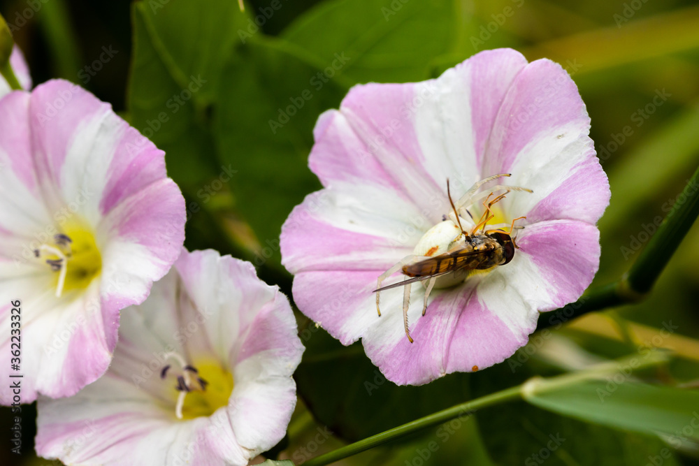 Veränderliche Krabbenspinne mit einer erbeuteten Schwebfliege Veränderliche Krabbenspinne mit einer erbeuteten Schwebfliege