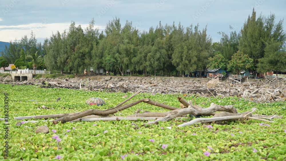 Fototapeta premium Ipomoea pes-caprae flower, also known as bayhops, are vines that cover several piles of garbage on the beach