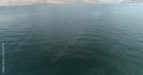 Finback whales feeding in the coast of mexico during covid 19 lockdown. photo