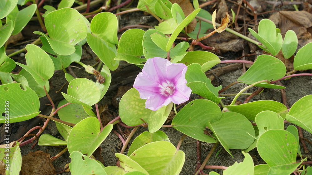 Ipomoea pes-caprae flower, also known as bayhops, is a beach vines Ipomoea pes-caprae flower, also known as bayhops, is a beach vines