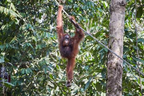 Wild Orangutans in at the Semenggoh Nature Reserve
in Sarawak Province, Malaysian Borneo
