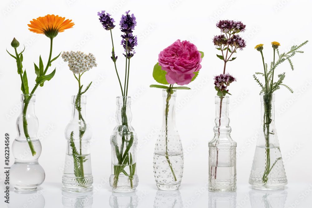 Blooming oregano, santolina, rose de mai and other herbs on a white background Blooming oregano, santolina, rose de mai and other herbs on a white background