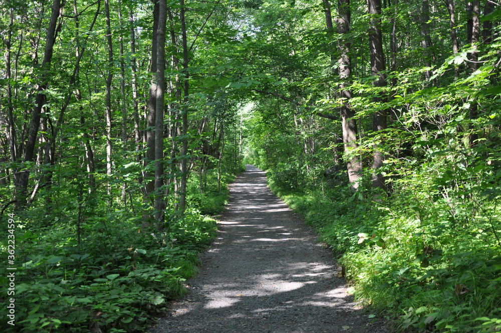 Fototapeta premium path in the forest