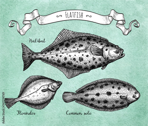Ink sketch of flatfish