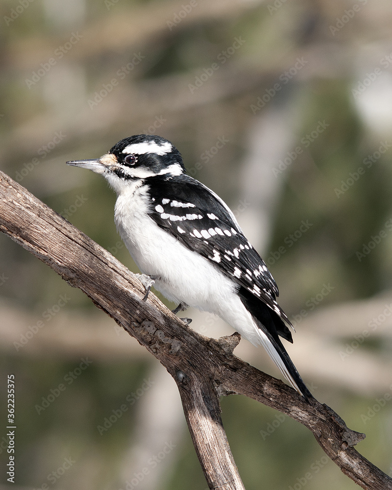 Obraz premium Woodpecker bird stock photos. Woodpecker bird close-up profile view perched with blur background. Image. Picture. Portrait. Black and white colour bird.