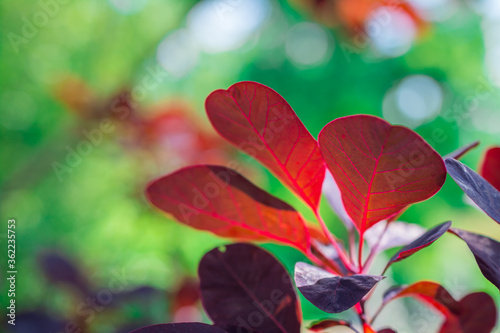 red and green leaves photo