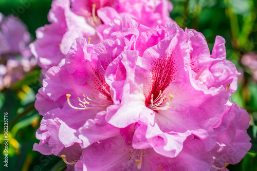 pink flowers photo
