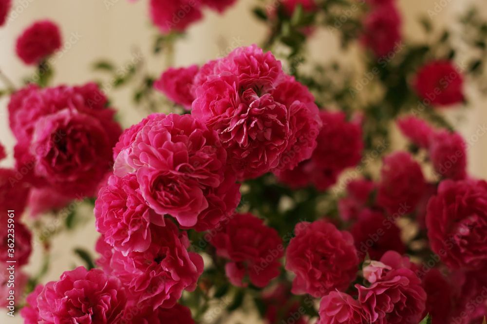 summer morning with the scent of roses and tea with milk summer morning with the scent of roses and tea with milk