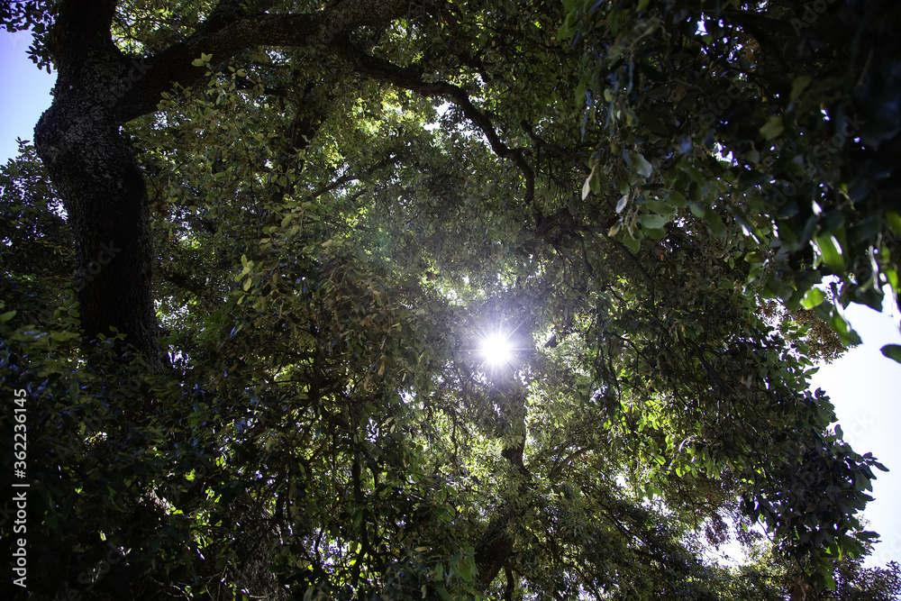 Obraz premium Tree detail in a forest