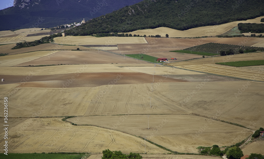 Obraz premium Wheat and cereal fields