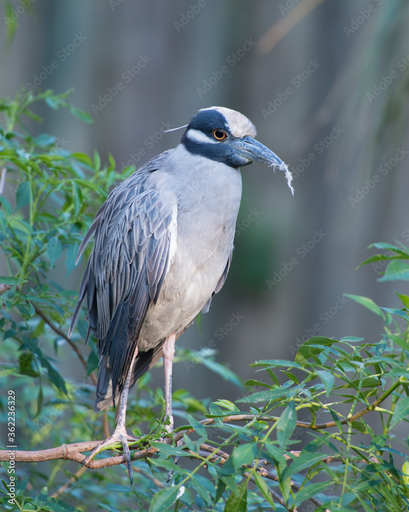 Yellow-crowned Night-Heron bird Stock Photos. Yellow-crowned Night-Heron bird close-up profile view perched with blur background. Yellow-crowned Night-Heron bird Stock Photos. Yellow-crowned Night-Heron bird close-up profile view perched with blur background.