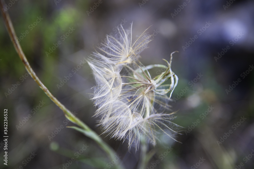 Obraz premium Dandelion flower