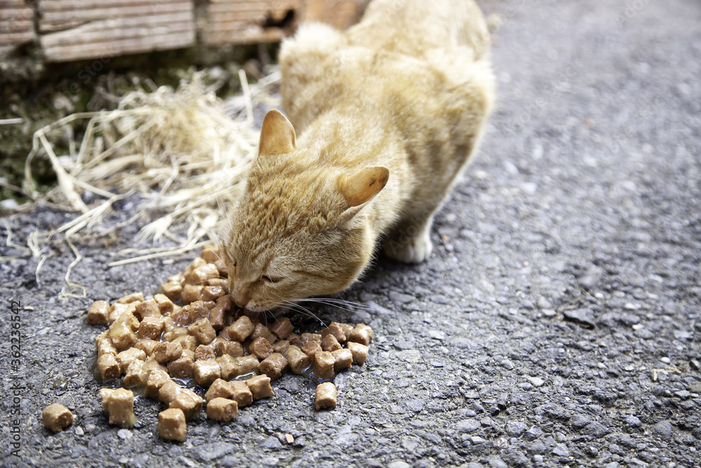 Cats abandoned street