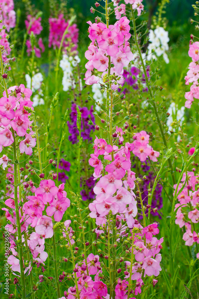 Fototapeta premium colorful violet and pink Verbascum flowers
