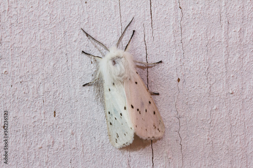 Spilosoma lubricipeda on a white wooden background. camouflage in nature. photo