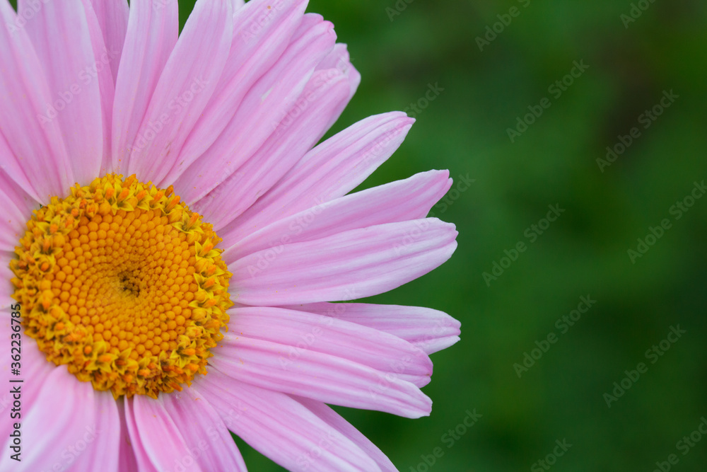 large pink Daisy flower on a green background with copy space for text. Greeting card for women's day concept large pink Daisy flower on a green background with copy space for text. Greeting card for women's day concept
