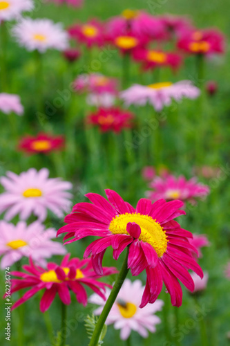 Pyrethrum pink  or Persian chamomile  