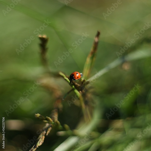 ladybug on a blade of grass © Emilia