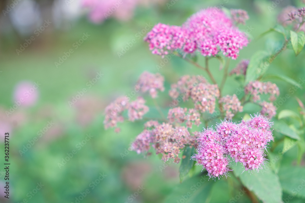 little purple flowers on a blured background little purple flowers on a blured background