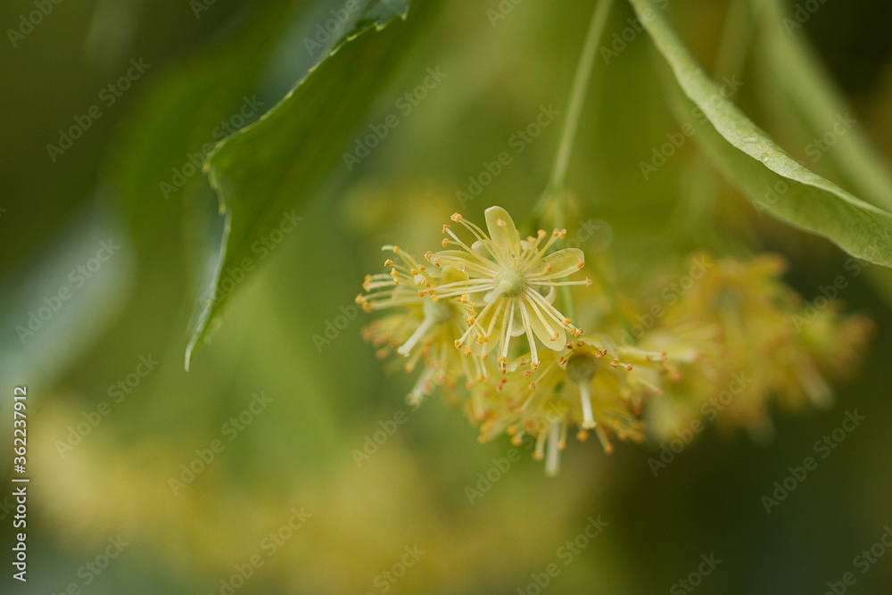 beautiful delicate linden flowers with dew drops after rain
