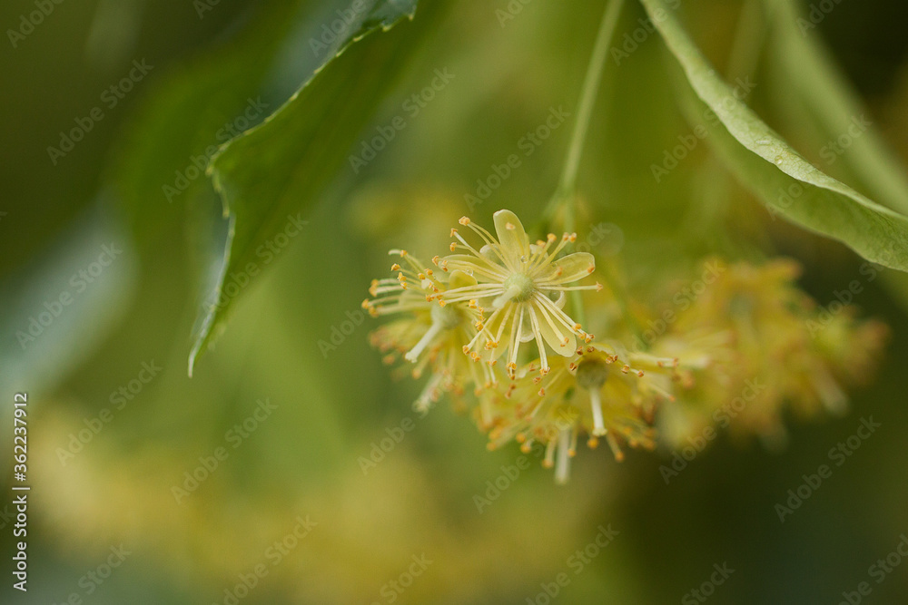 Fototapeta premium beautiful delicate linden flowers with dew drops after rain