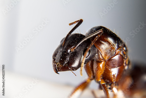 Camponotus aethiops queen photo