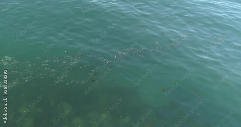Aerial view of a school of trevally, Mexico Aerial view of a school of trevally, Mexico