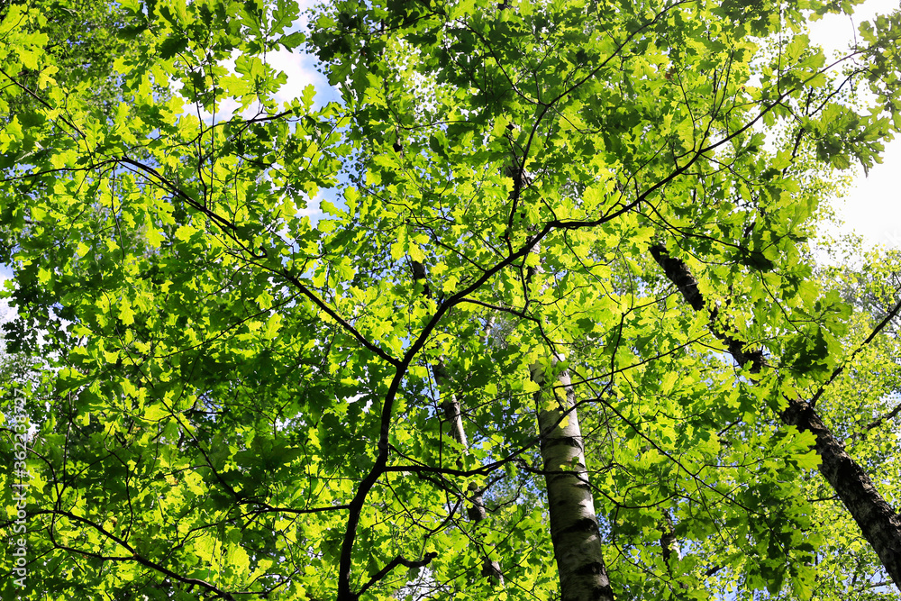Fototapeta premium Green branches of oak and other trees on a sunny summer day