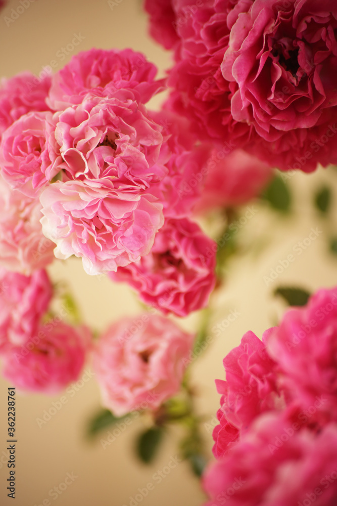 summer morning with the scent of roses and tea with milk summer morning with the scent of roses and tea with milk