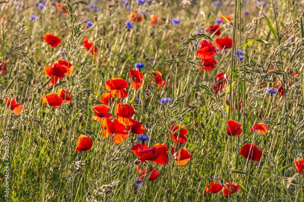Fototapeta premium Feld von Mohn- und Kornblumen